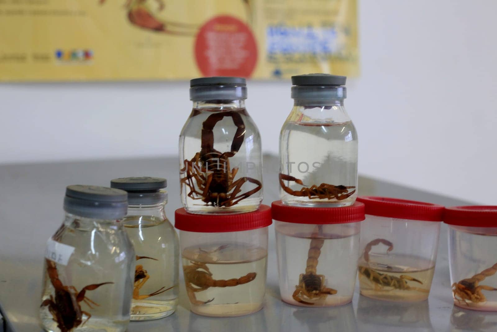salvador, bahia / brazil - january 8, 2016: scorpion insect is seen stored in a glass jar with at the Zoonosis Control Center in the city of Salvador.......