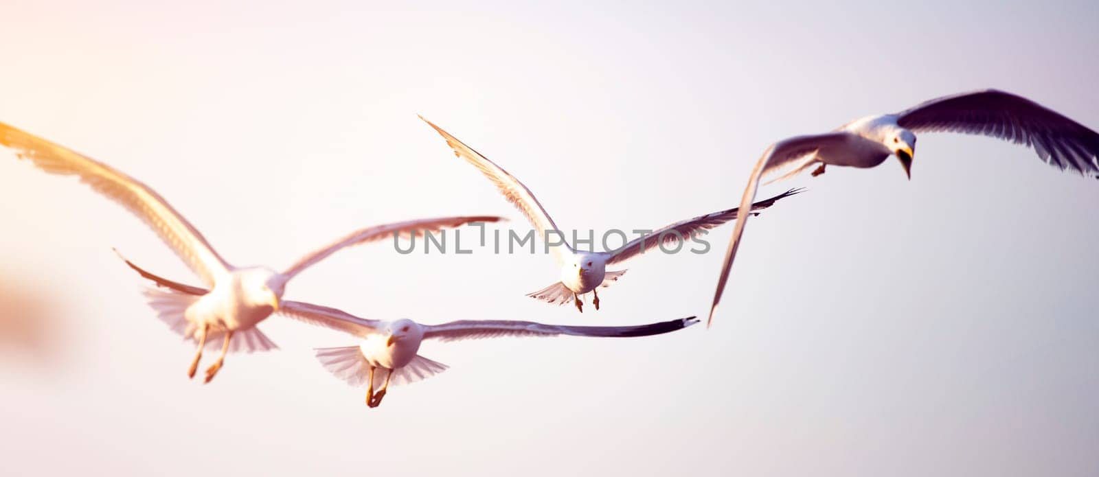Flying seagulls in sunrise. Freedom concept.