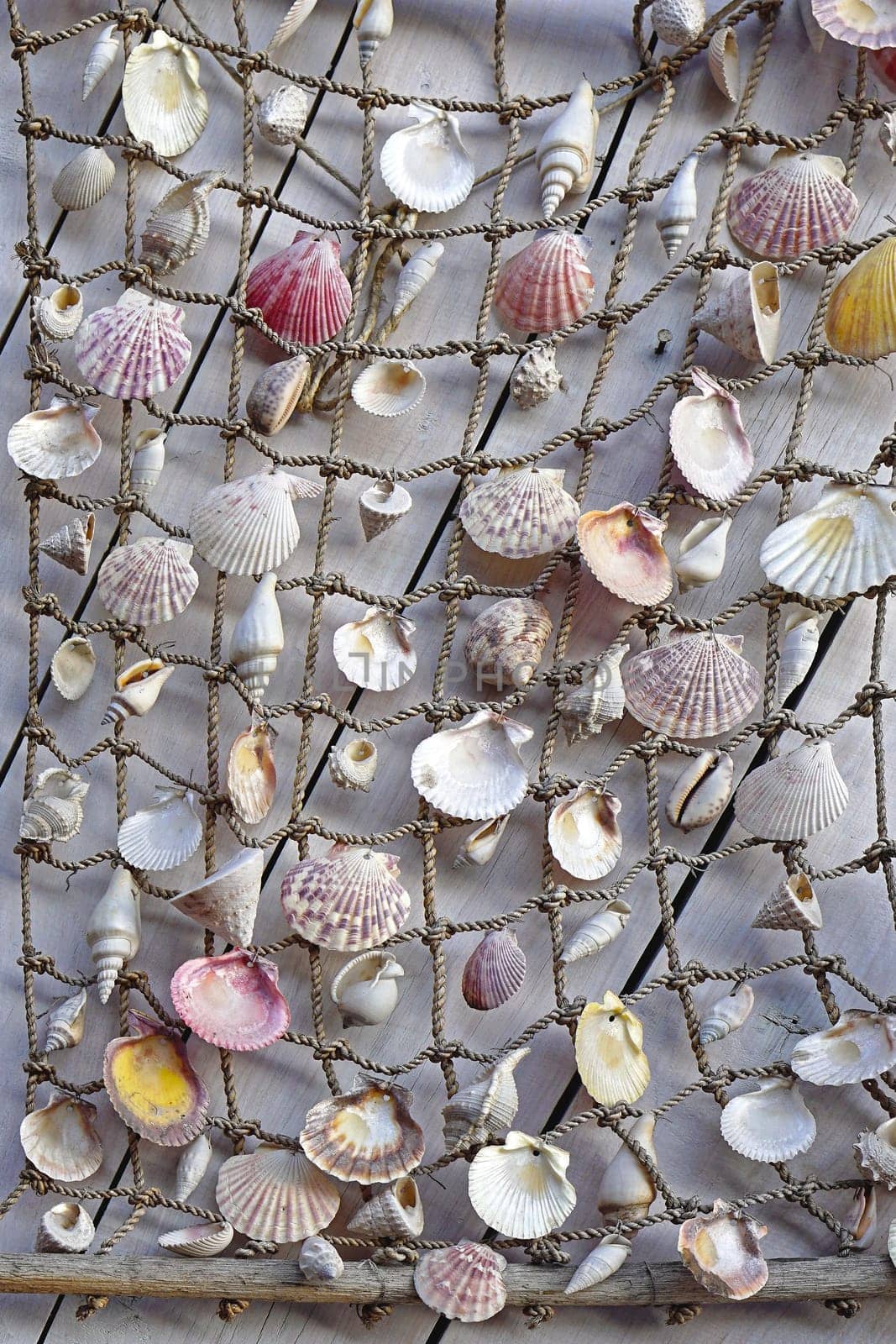Mixed sea shells in fishing net at wall