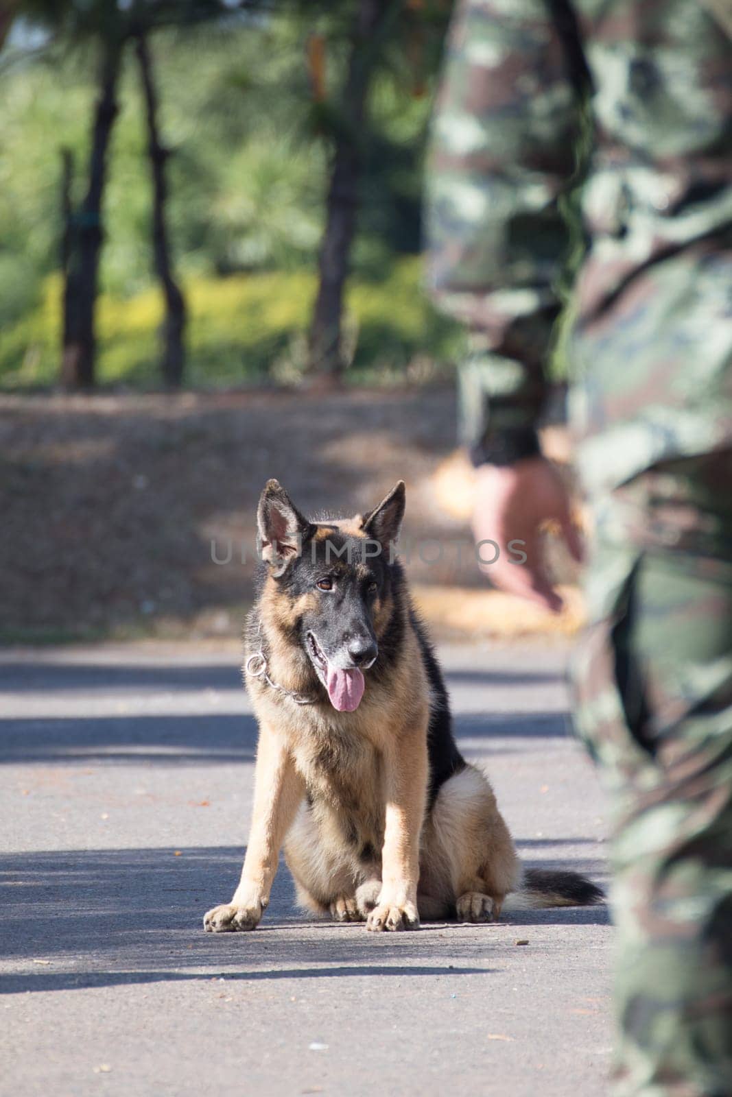 Army Soldier with dog, Training dogs of war