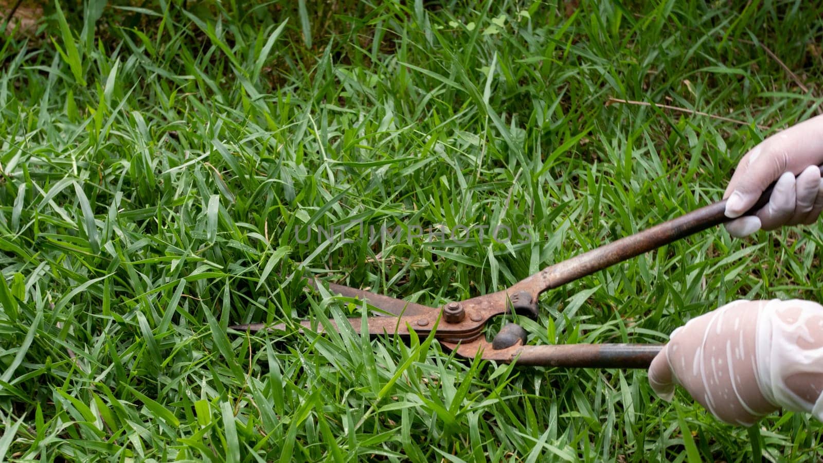 The image of a man holding a gardening scissors.