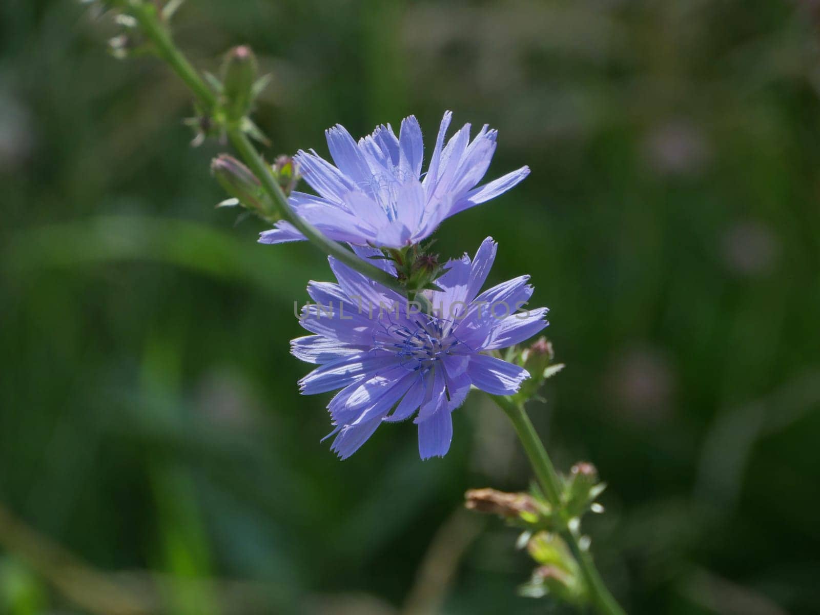 blooming chicory flowers close-up, herbal medicative plant