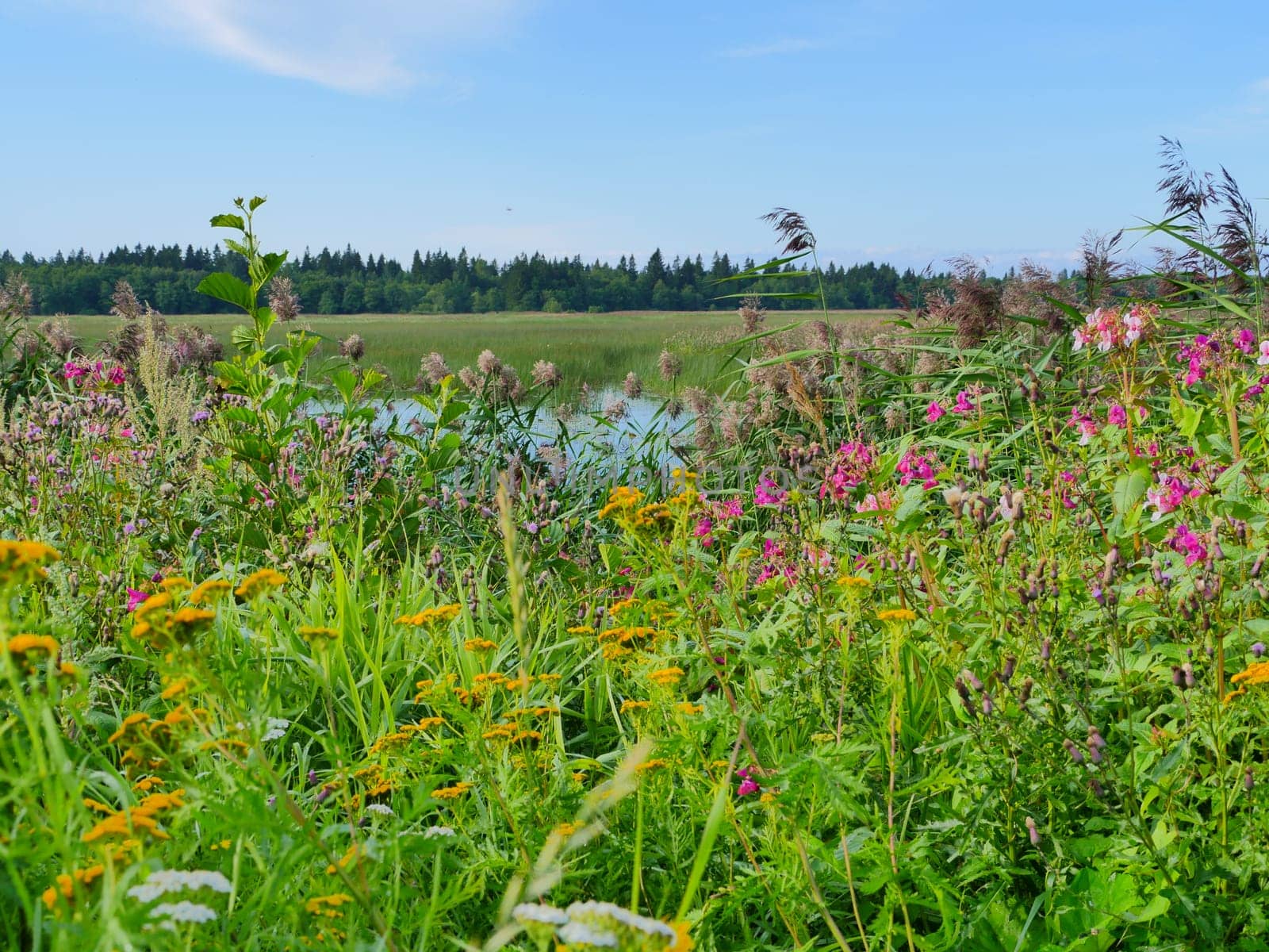 herbs flowering meadow summer landscape with a lake