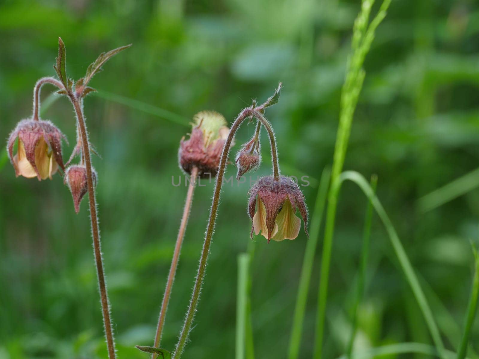 flowers Geum Rivale on a long stem close-up, herbal plant