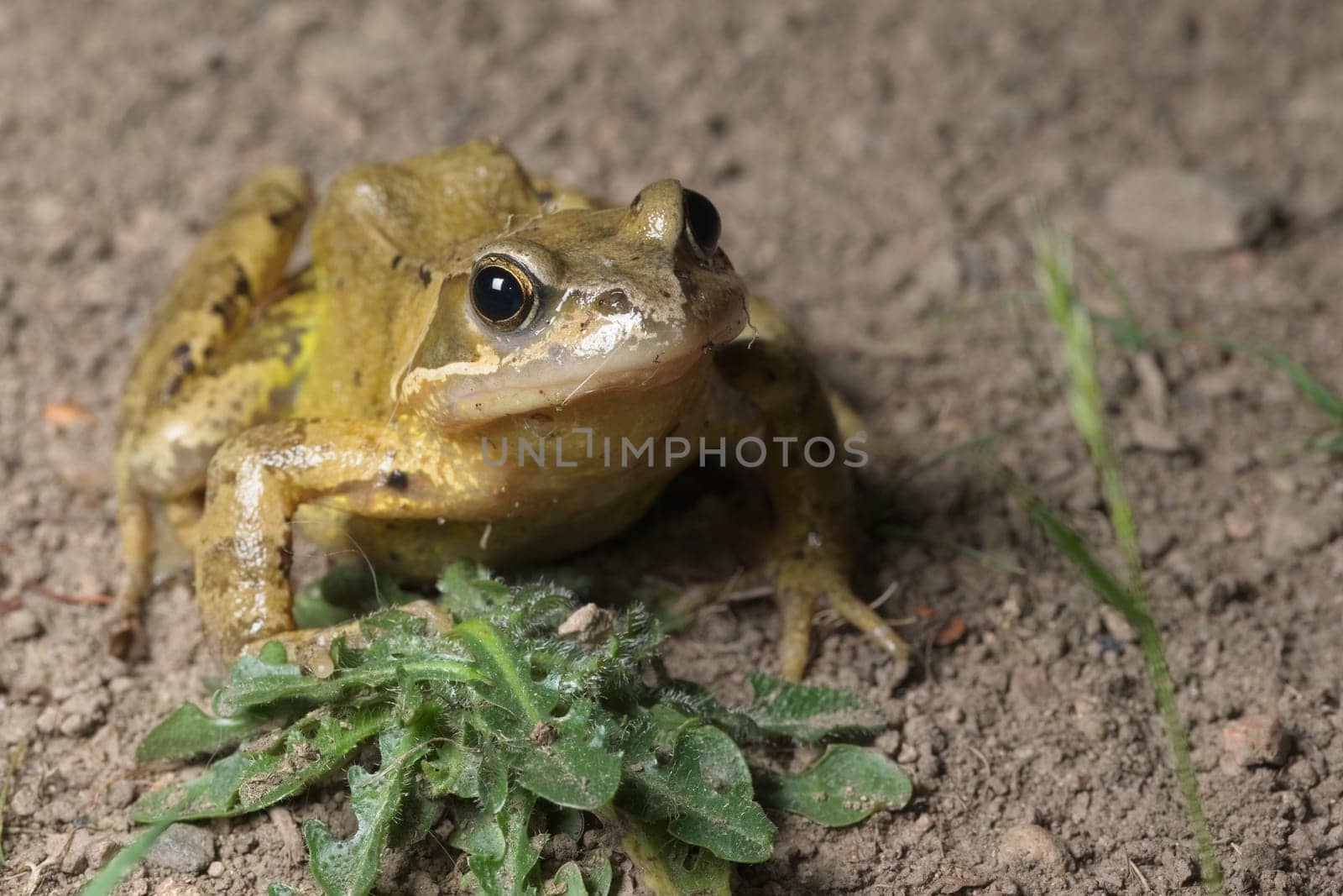 European grass or common frog places foot on a green weed and looks forward with a catch light in the eye. Plain muddy background and copy space