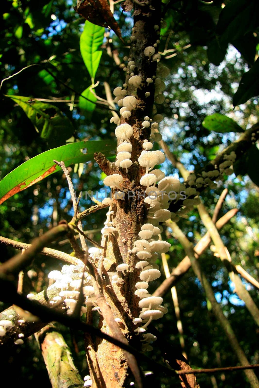eunapolis, bahia / brazil - march 28, 2009: mushrooms are seen on a tree branch in the forest in the city of Eunapolis.