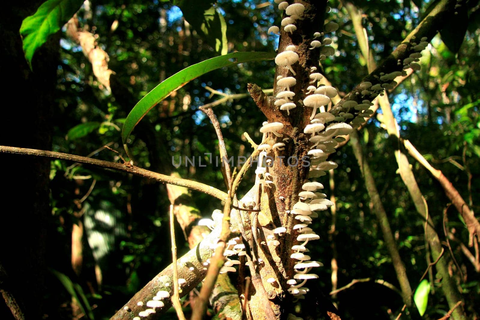 eunapolis, bahia / brazil - march 28, 2009: mushrooms are seen on a tree branch in the forest in the city of Eunapolis.