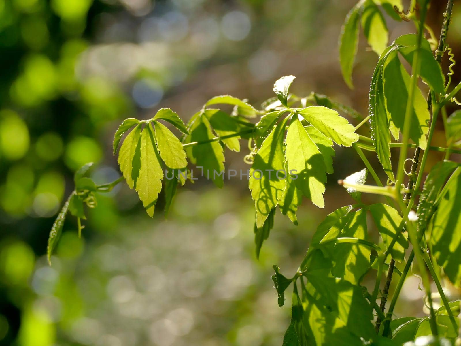 Jiaogulan, Chinese herb for longevity