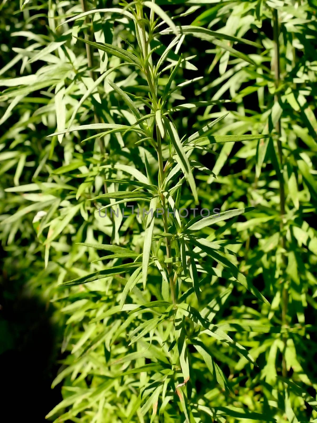 Wormwood, medicinal plant with leaves.