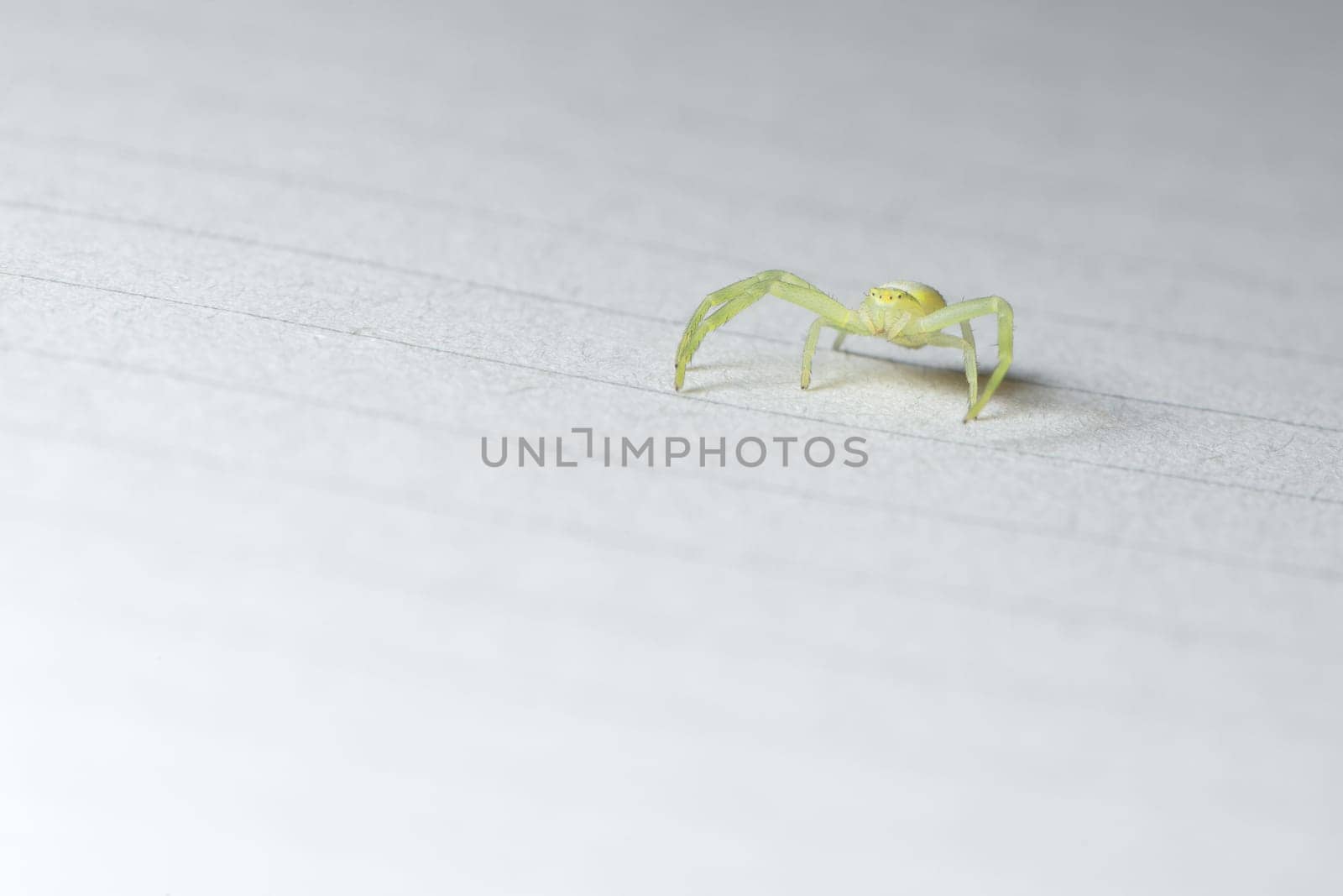 Face on low angle horizontal full body super macro image of a black footed yellow sack spider on lined paper indoors. Plenty of copy space.