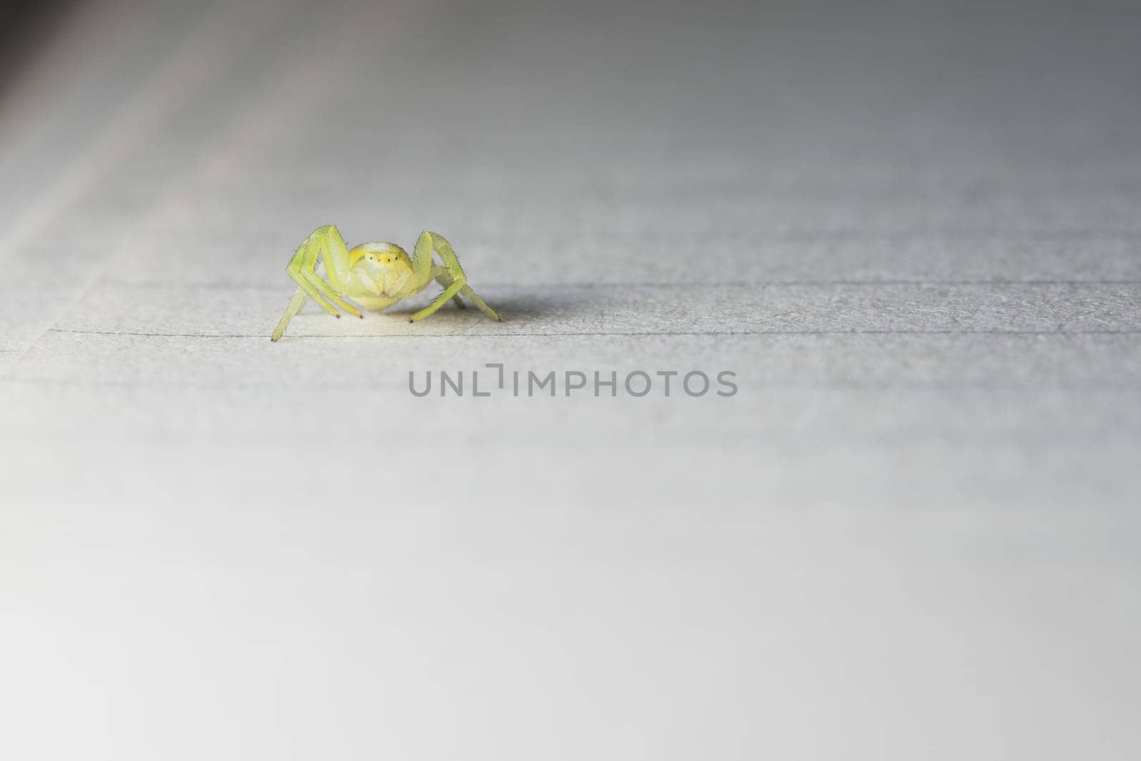Facing the camera, this tiny yellow and green spider curls up on lined paper. Yellow sac spider. Much copy space, super macro image