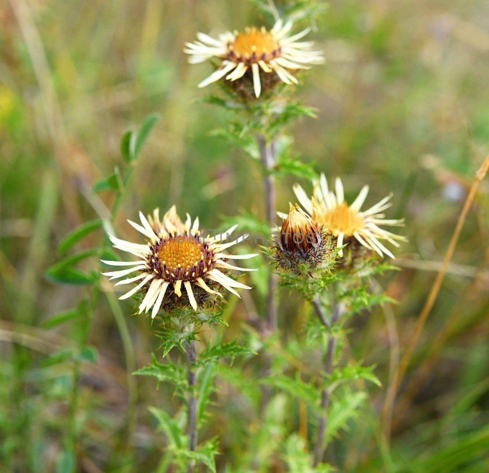 Common Eberwurz
