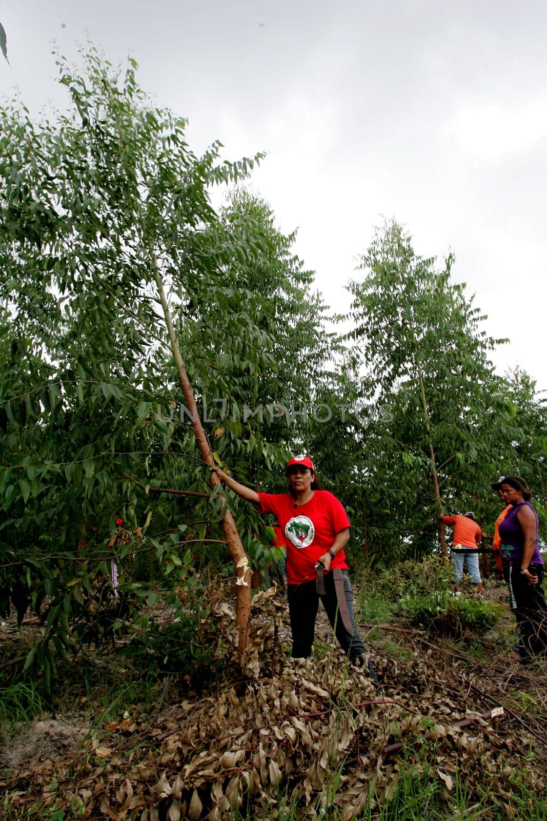eunapolis, bahia / brazil - february 28, 2011: women who are part of the Landless Movement - MST - are seen cutting down the eucalyptus plantation during a demonstration in the city of Eunapolis..