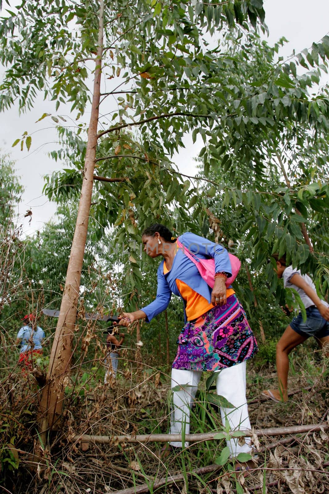 eunapolis, bahia / brazil - february 28, 2011: women who are part of the Landless Movement - MST - are seen cutting down the eucalyptus plantation during a demonstration in the city of Eunapolis..