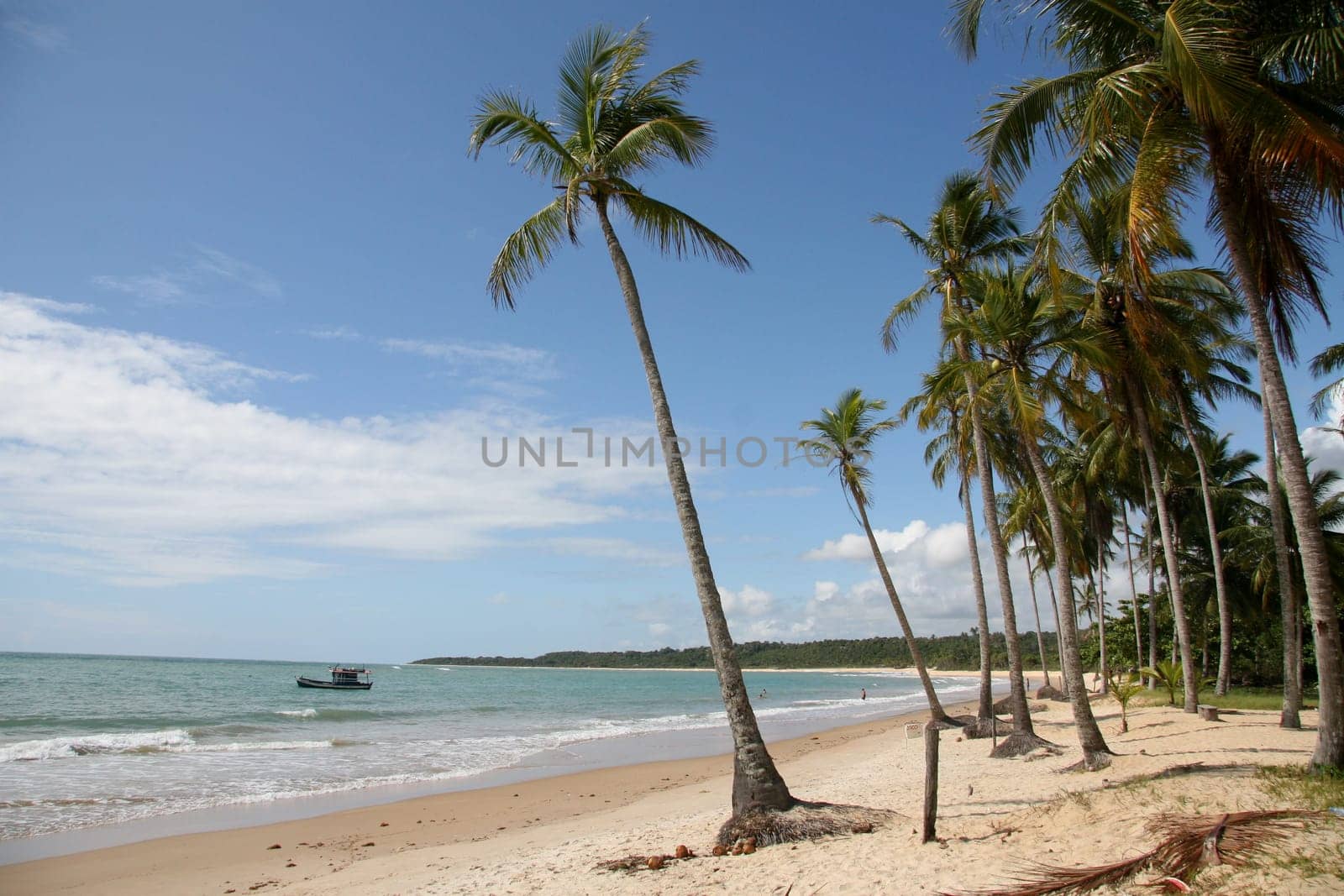 porto seguro, bahia / brazil - january 15, 2008: coconut trees are seen on a deserted beach in the Trancoso district in the city of Porto Seguro, in southern Bahia.