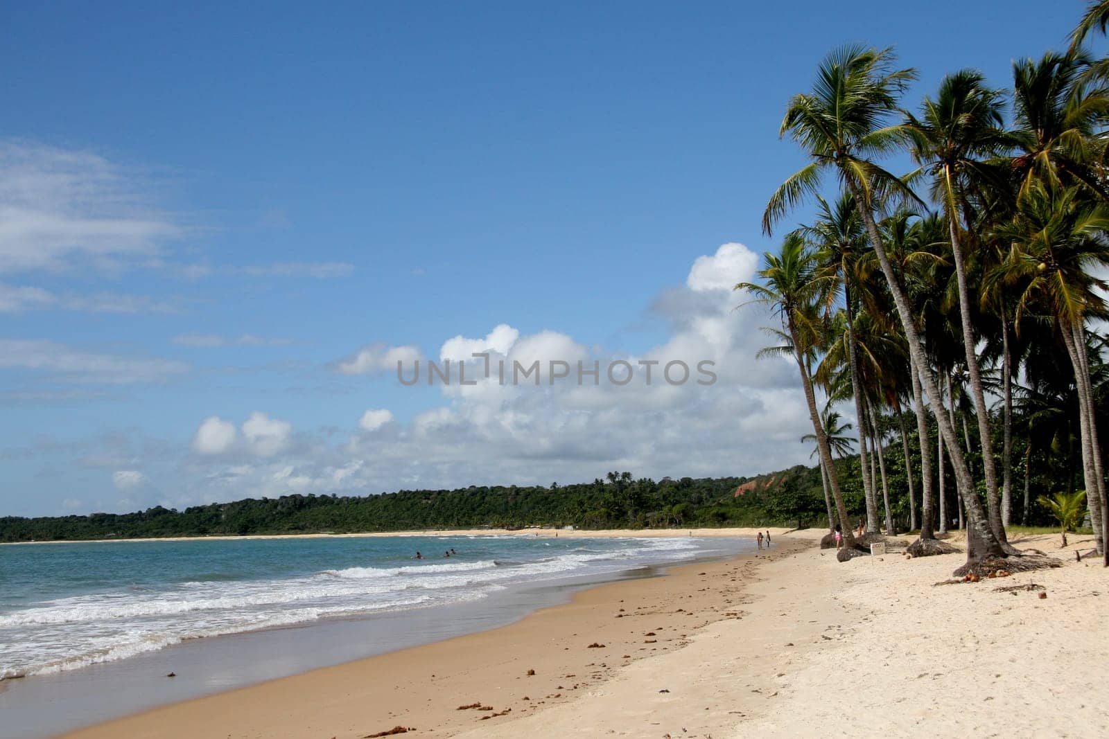 porto seguro, bahia / brazil - january 15, 2008: coconut trees are seen on a deserted beach in the Trancoso district in the city of Porto Seguro, in southern Bahia.