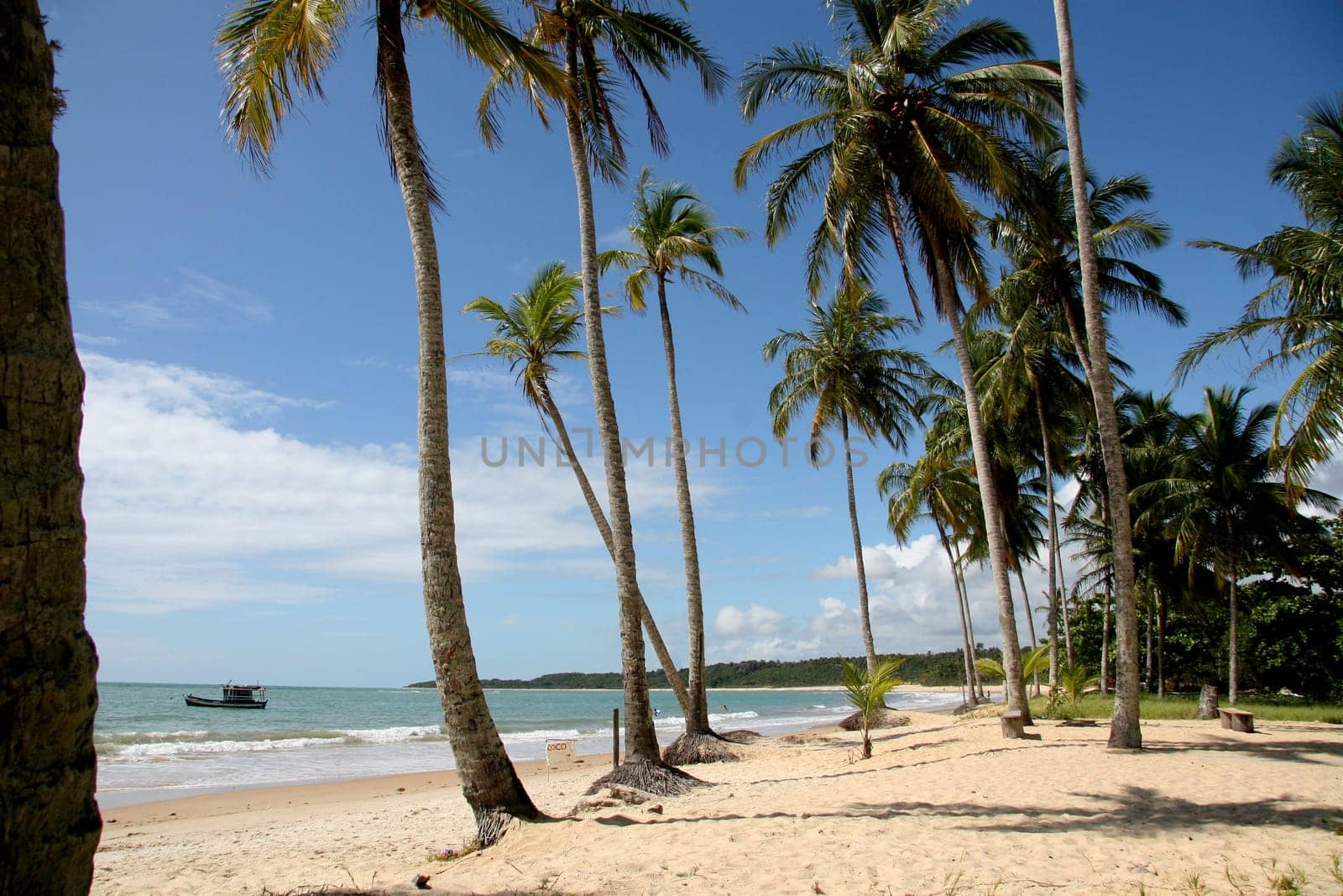porto seguro, bahia / brazil - january 15, 2008: coconut trees are seen on a deserted beach in the Trancoso district in the city of Porto Seguro, in southern Bahia.
