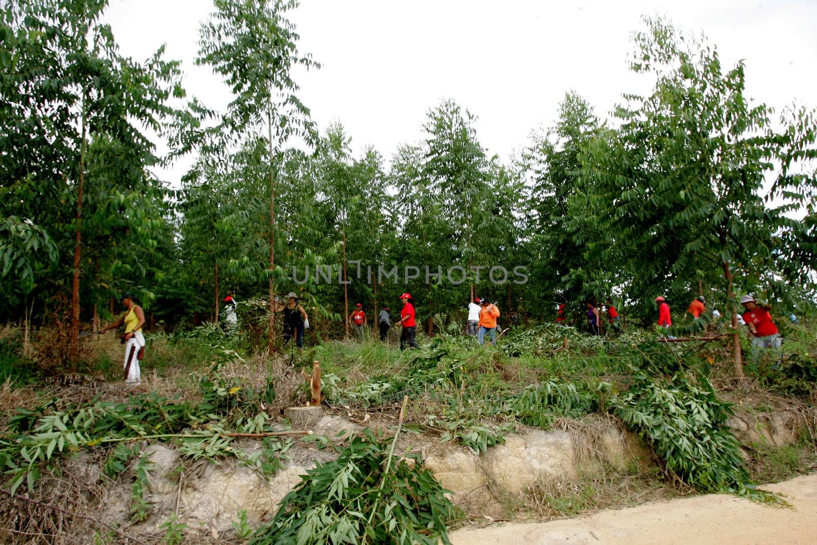 eunapolis, bahia / brazil - february 28, 2011: women who are part of the Landless Movement - MST - are seen cutting down the eucalyptus plantation during a demonstration in the city of Eunapolis..
