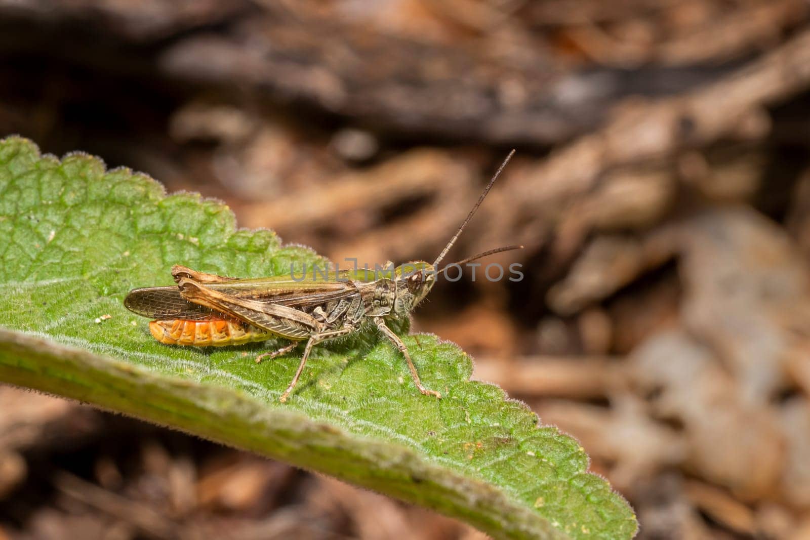 Colorful grasshopper sits on a leaf against a blurred background