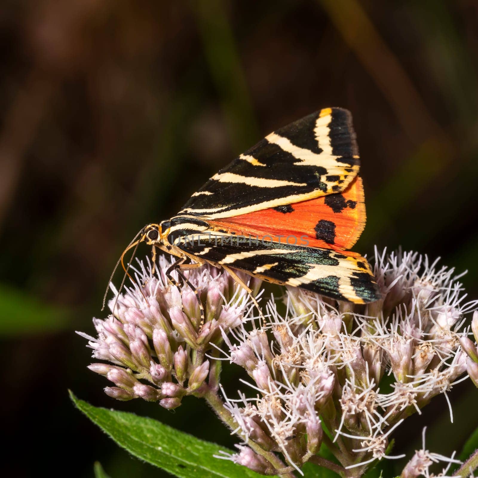 Moth brown bear with outstretched wings on a bright flower while eating nectar