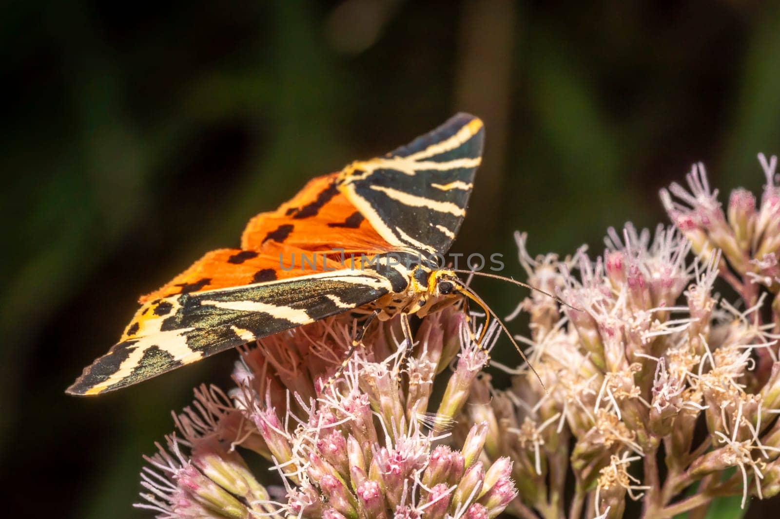 Moth brown bear with outstretched wings on a bright flower while eating nectar