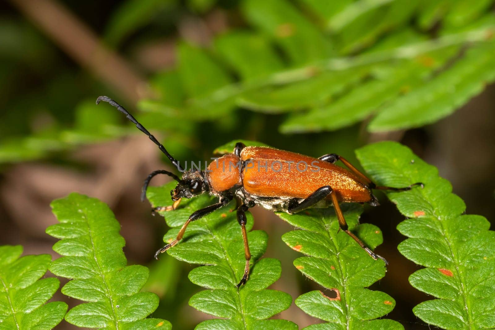 Brown red-necked beetle crawls on a fern leaf against a blurred background