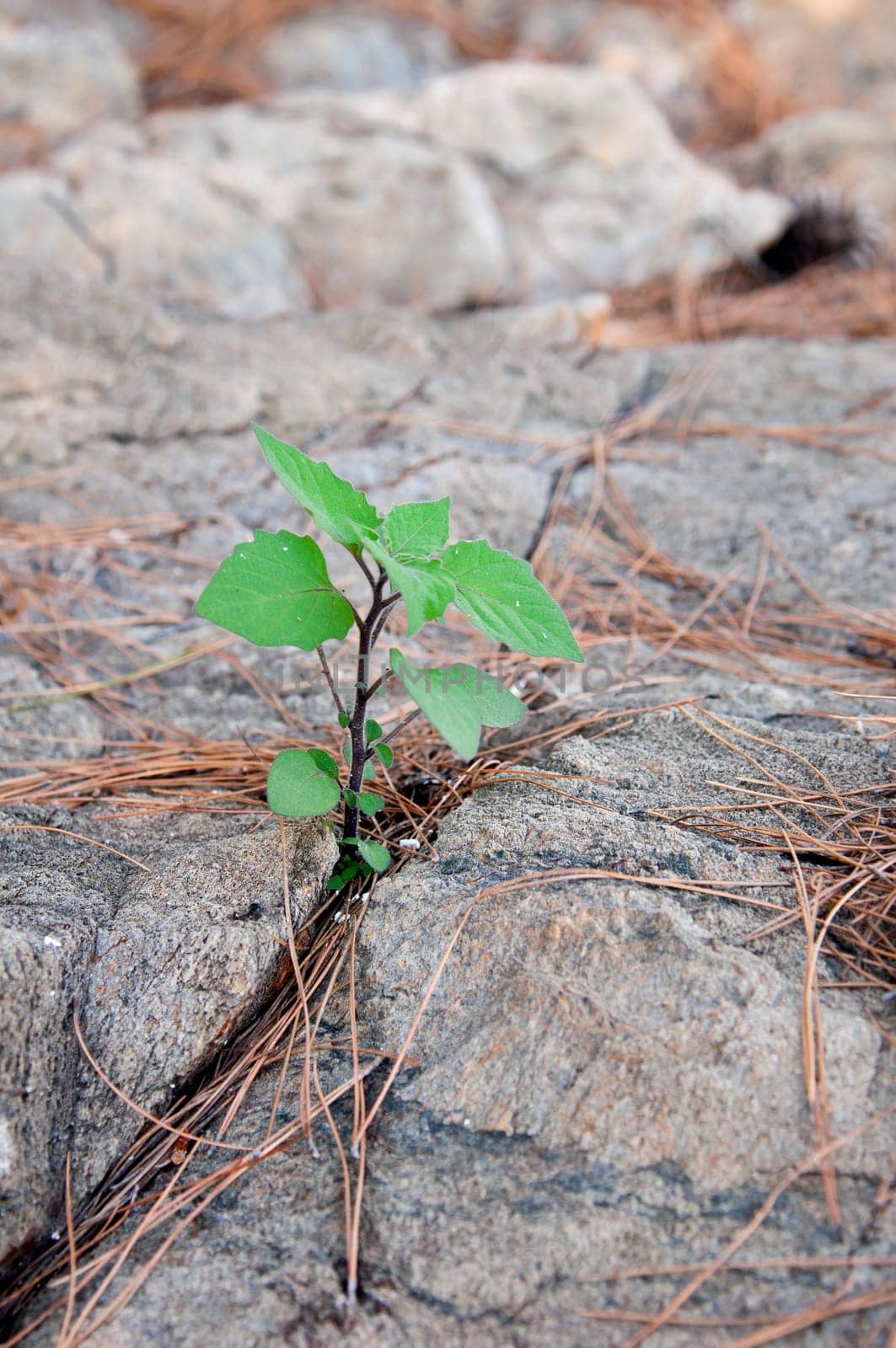 young green sprout sprouting in stone