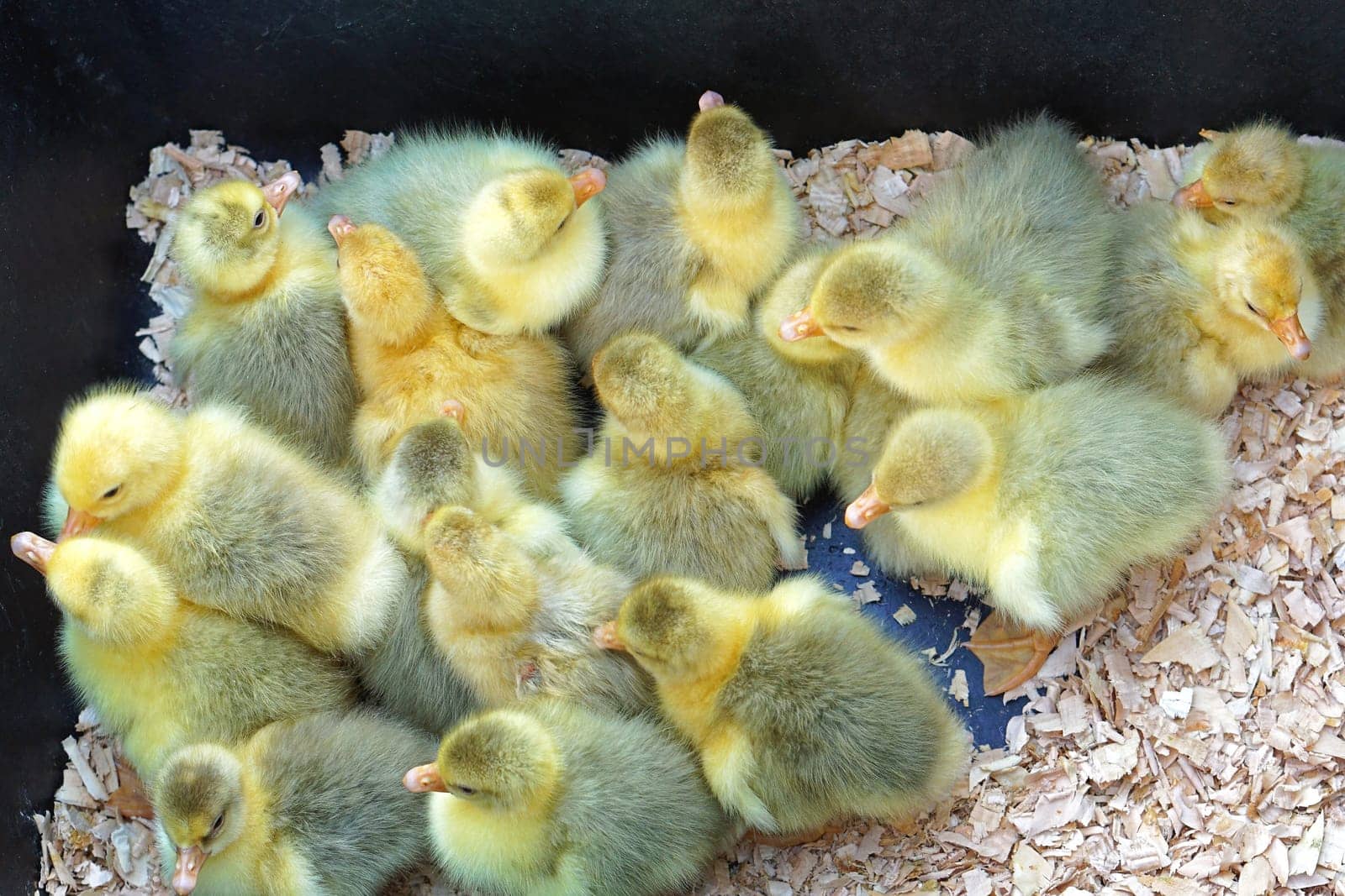 New born ducklings at farm