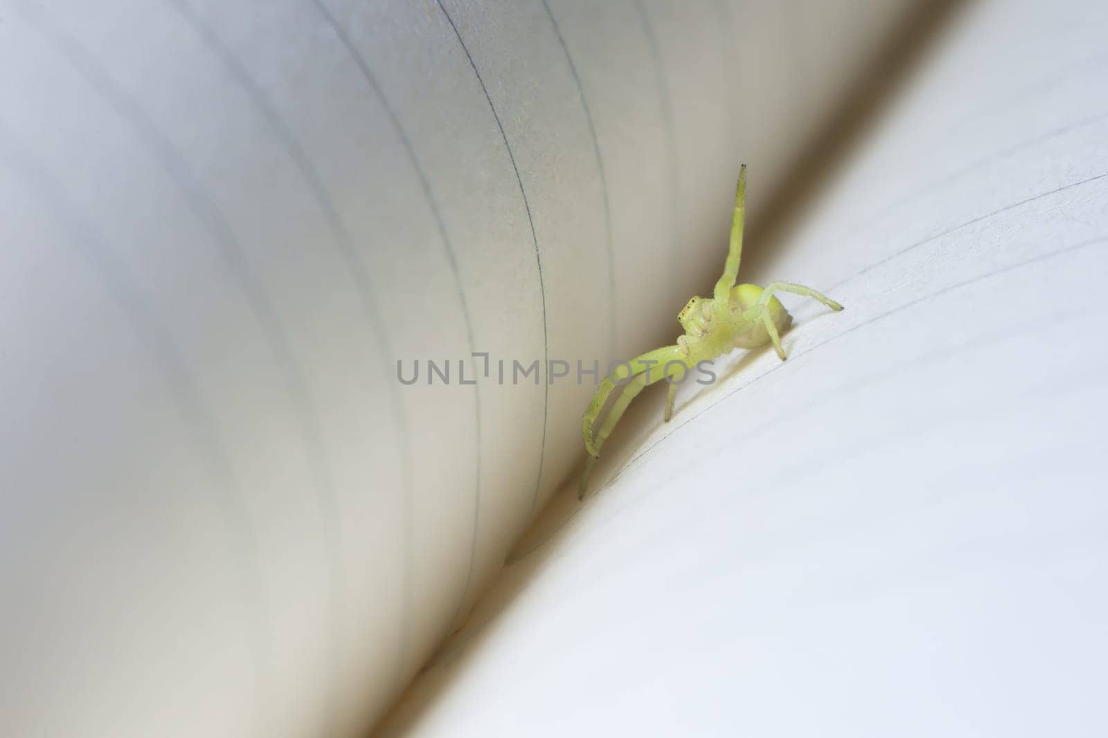 A friendly small green yellow black-footed sac spider waves at the camera from the spine crease of a ruled paper notebook. Super macro image.