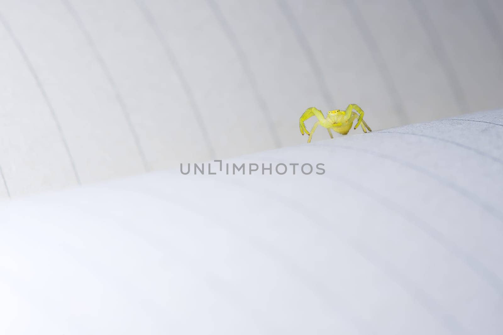 Low angle macro image identifying black footed yellow sac spider as it raises its front two pairs of legs.