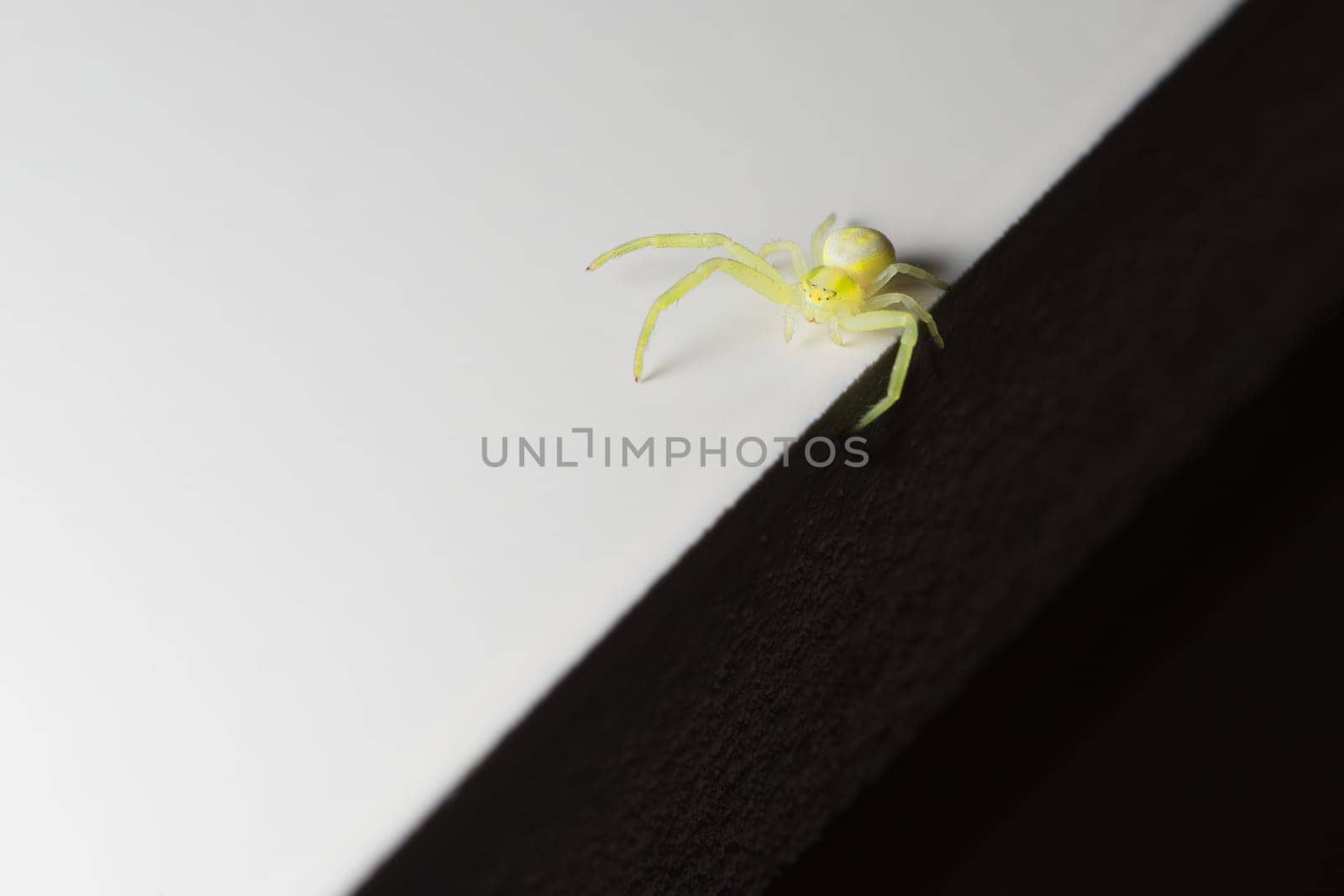 Unusual abstract super macro photo of a black footed yellow sac spider, featuring black and white halves which the spider balances between.
