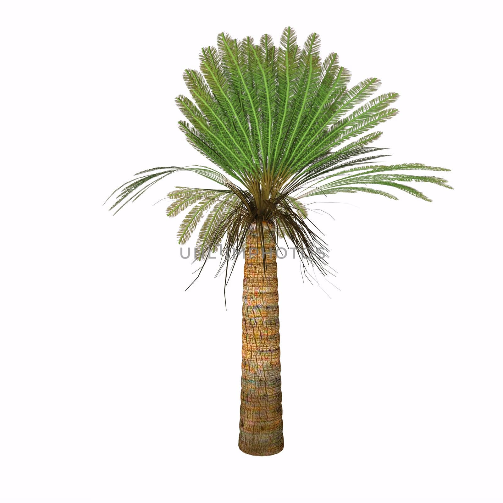 Cycads vary in size from having trunks only a few centimeters to several meters tall. They typically grow very slowly and live very long, with some specimens known to be as much as 1,000 years old.