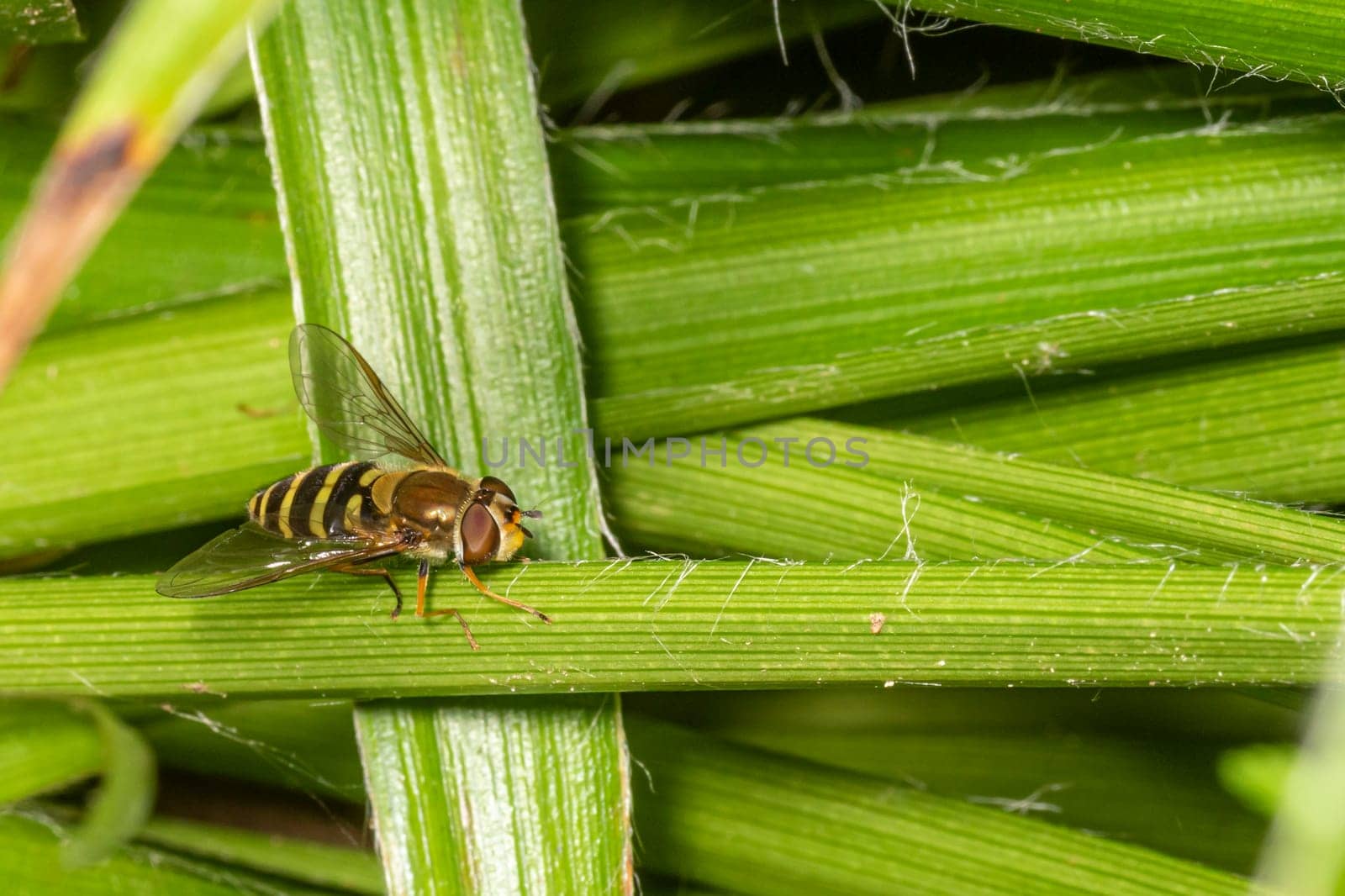 Hoverfly sits in a meadow on a blade of grass against a green background