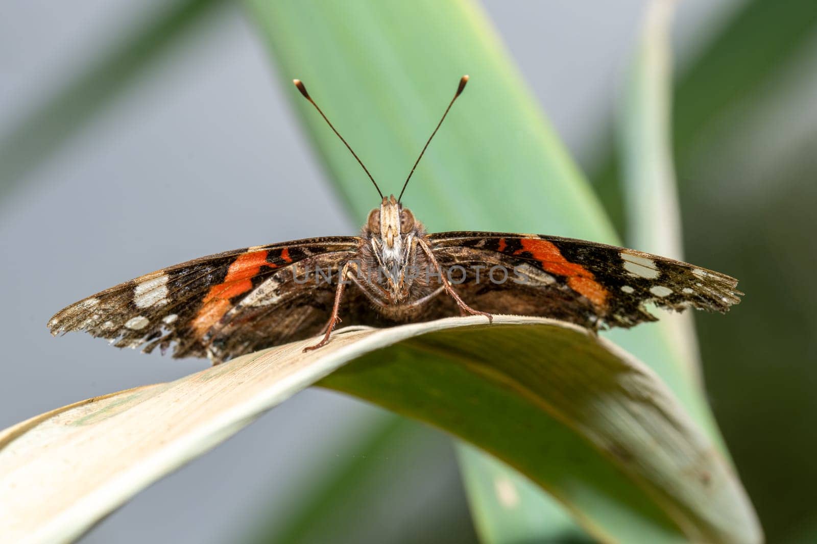 Front view of a butterfly sitting on a reed leaf with outstretched wings