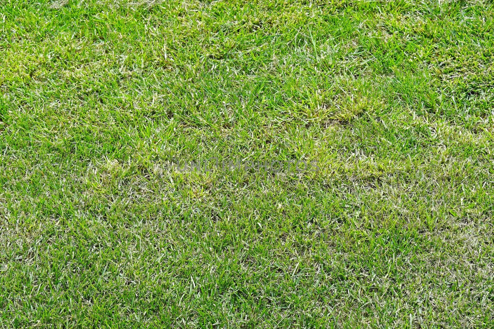 Green grass lawn field texture