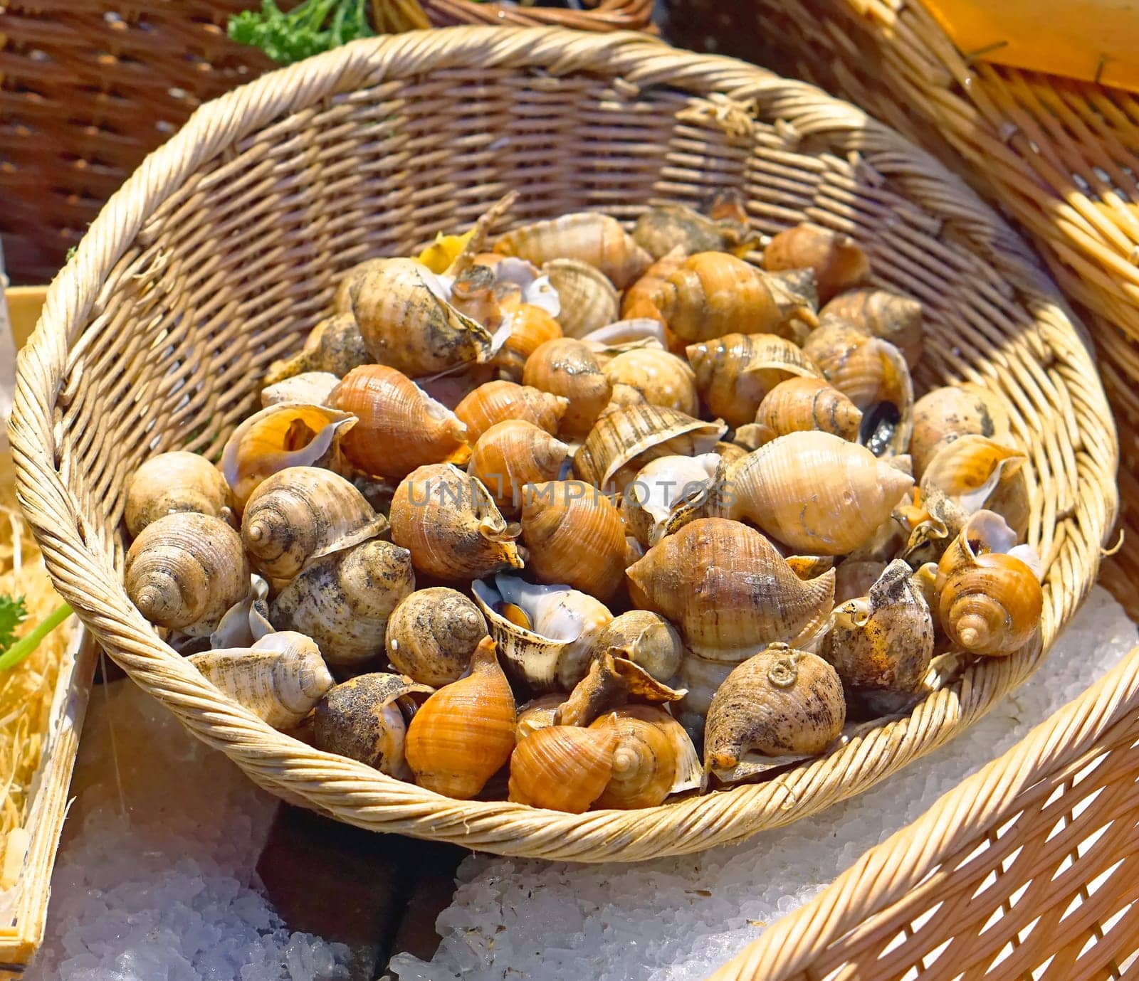 Edible snails in basket at french market