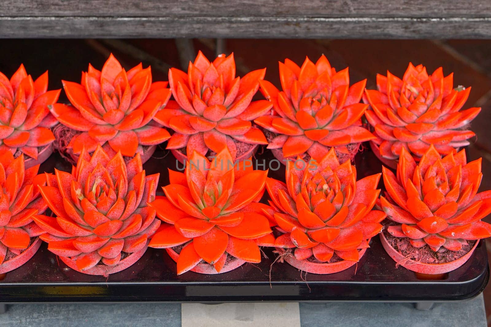 Small cactus plants painted in neon orange colour