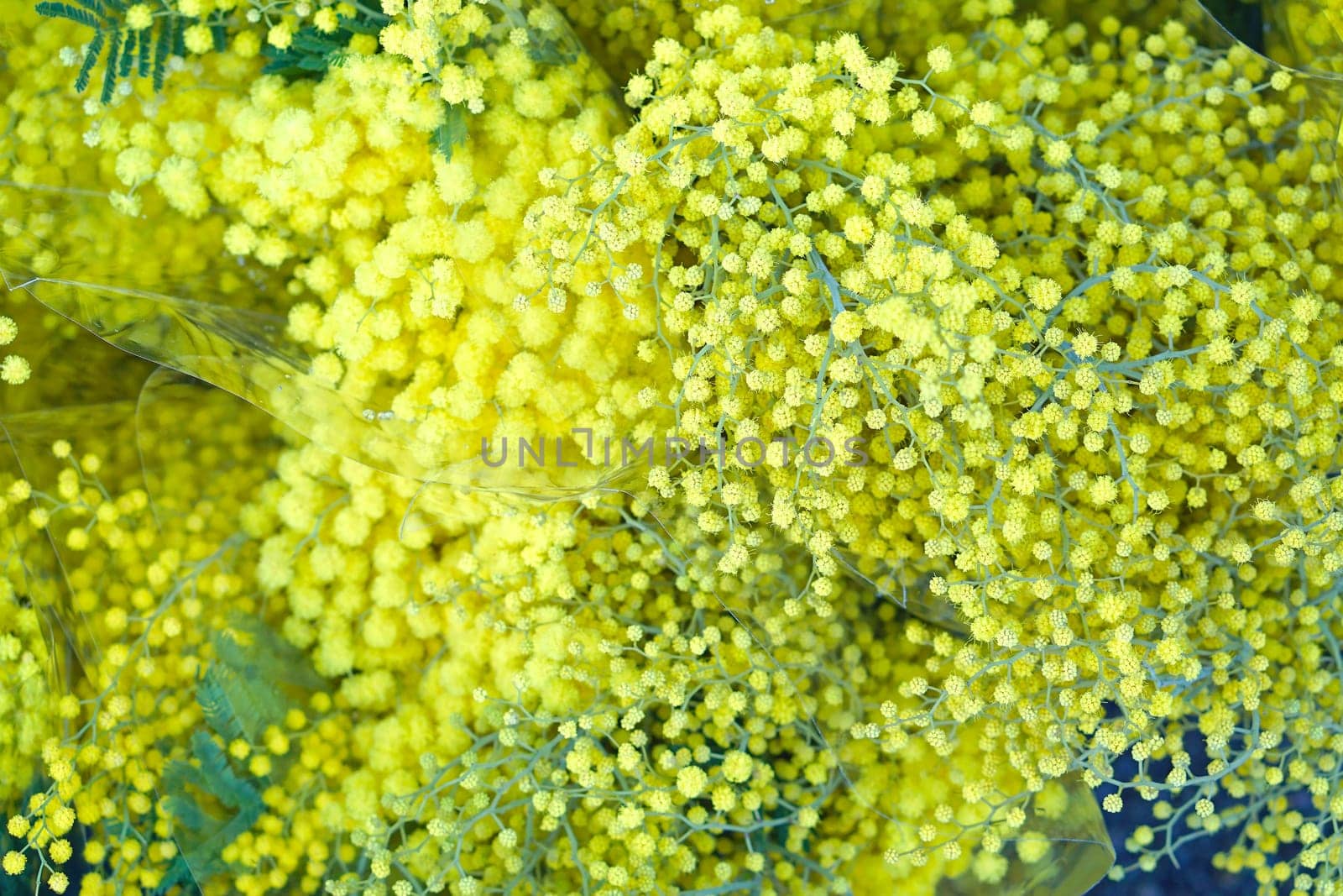 Big bunch of fresh yellow mimosa flowers