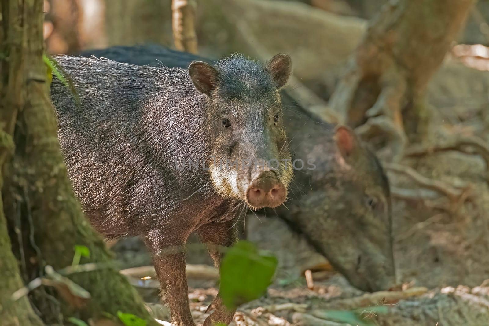 White Lipped Peccary in the Rainforest near Alta Floresta, Brazil