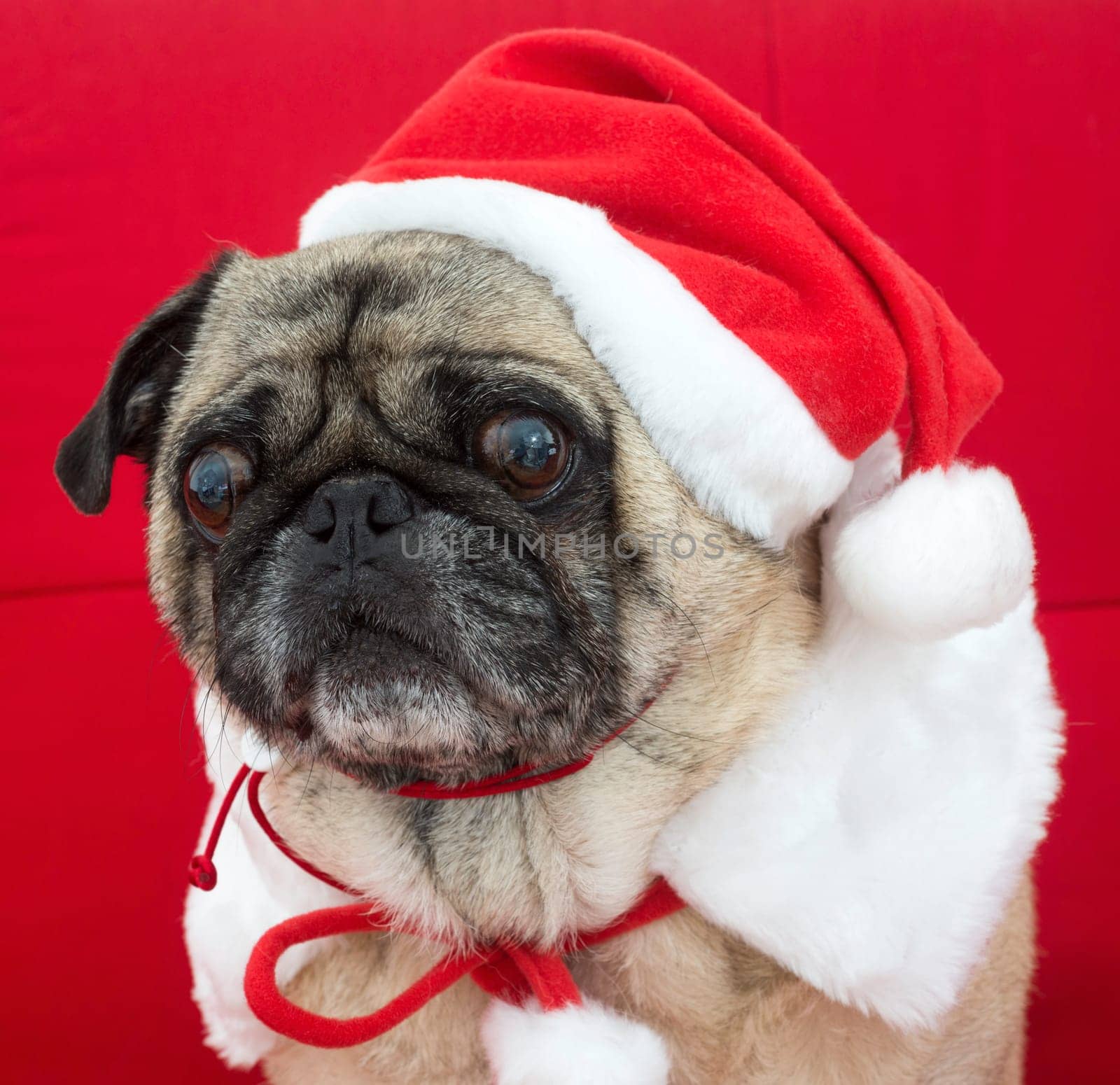 Pug Dressed up for Christmas on Red Couch