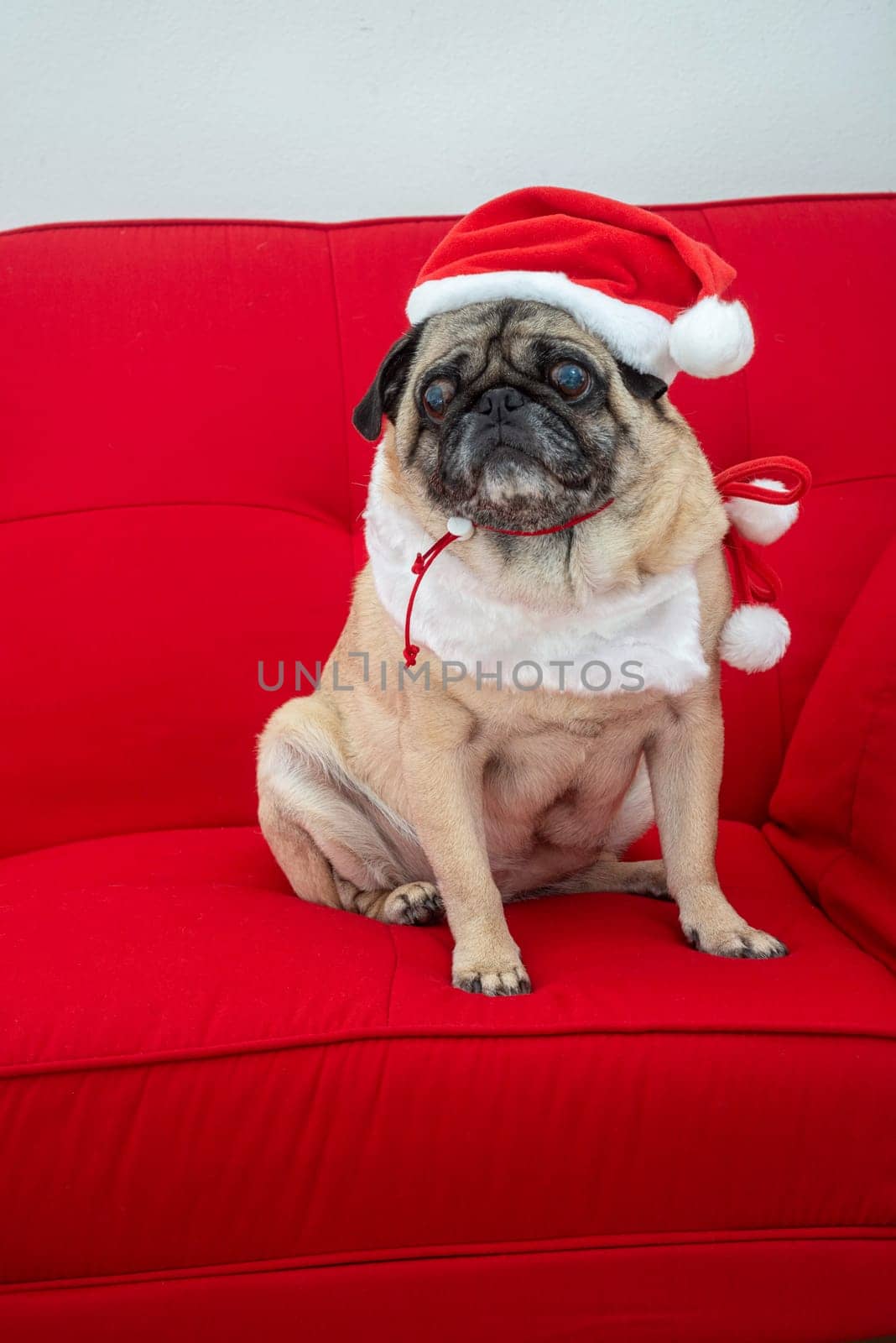 Pug Dressed up for Christmas on Red Couch