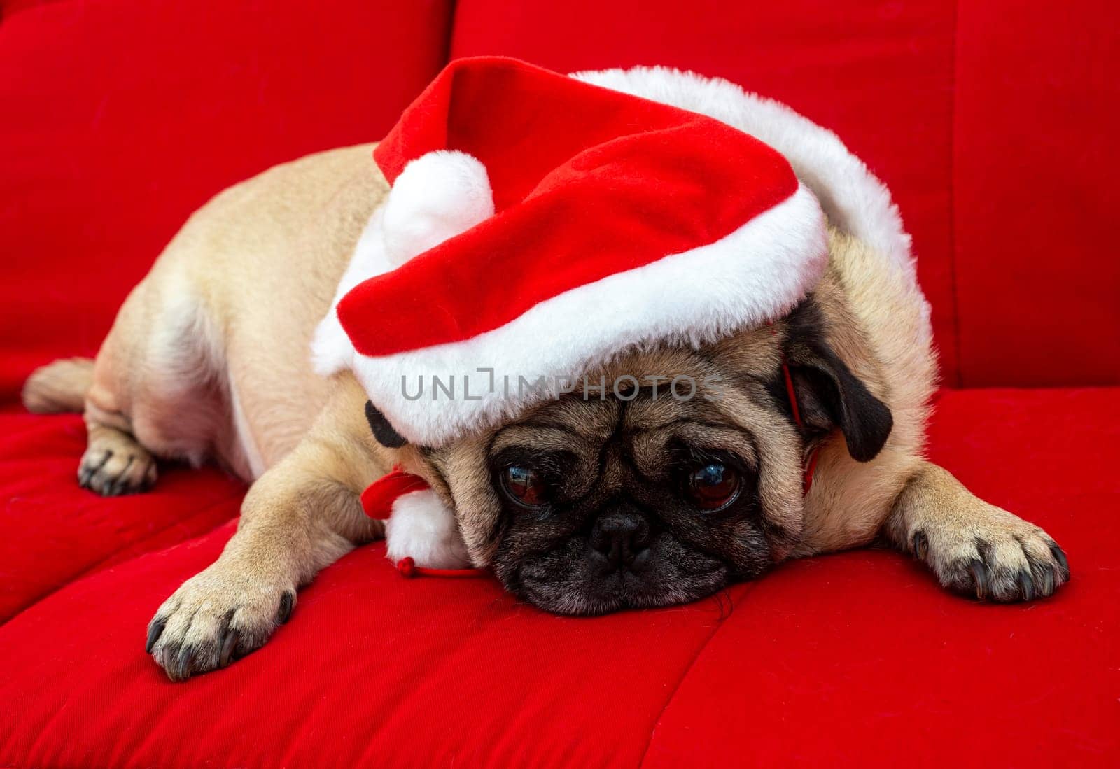 Pug Dressed up for Christmas on Red Couch