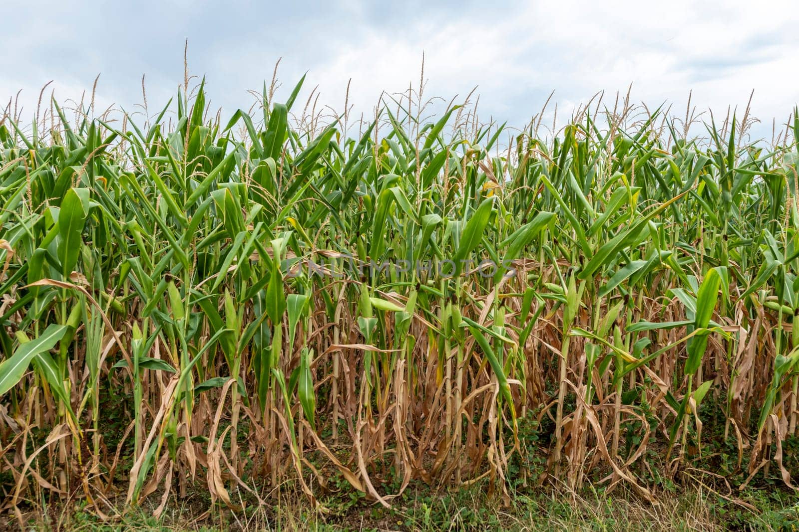 Ripe green corn plants grown in rows in a field with a cloudy sky