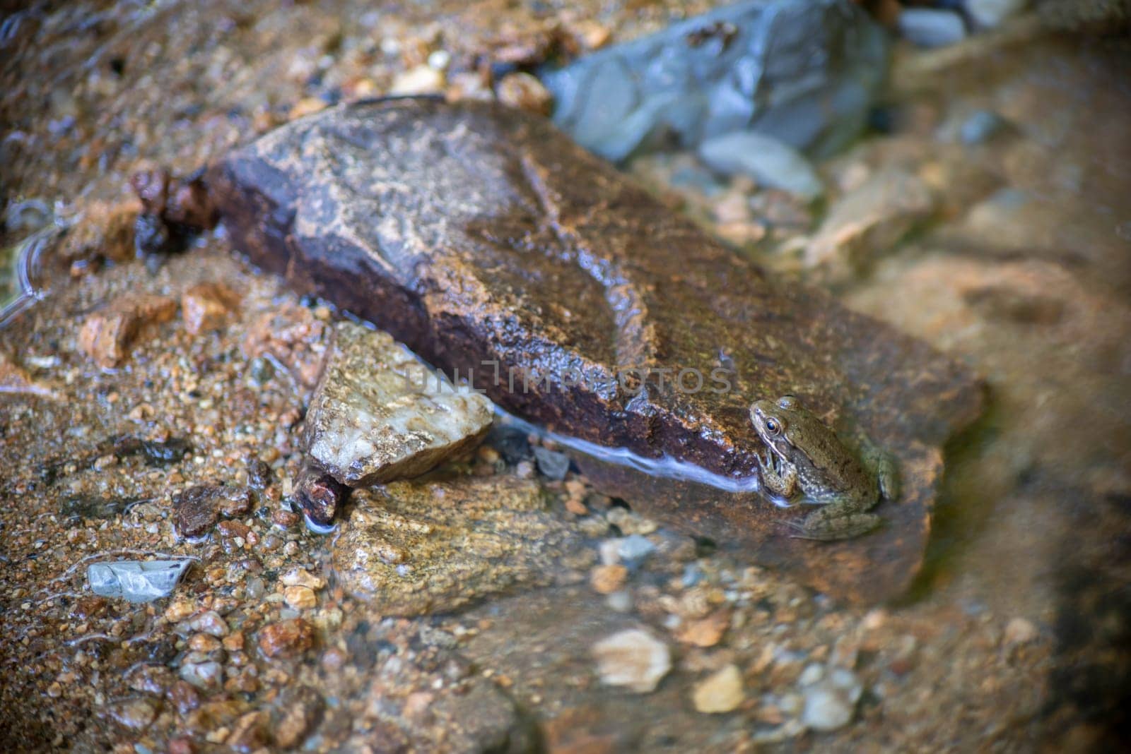 Young toad with beautiful colors, patterns and textures sits partially submerged in water of flowing forest stream, nature background with copy space.