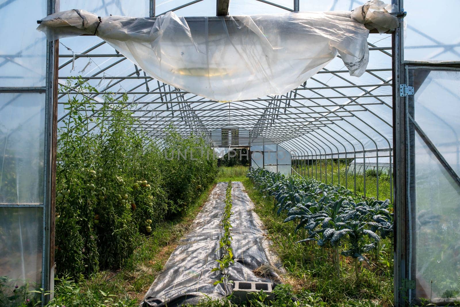 Full frame shot into interior of organic vegetable farm greenhouse. Tomatoes and kale line the sides in natural sunlight.