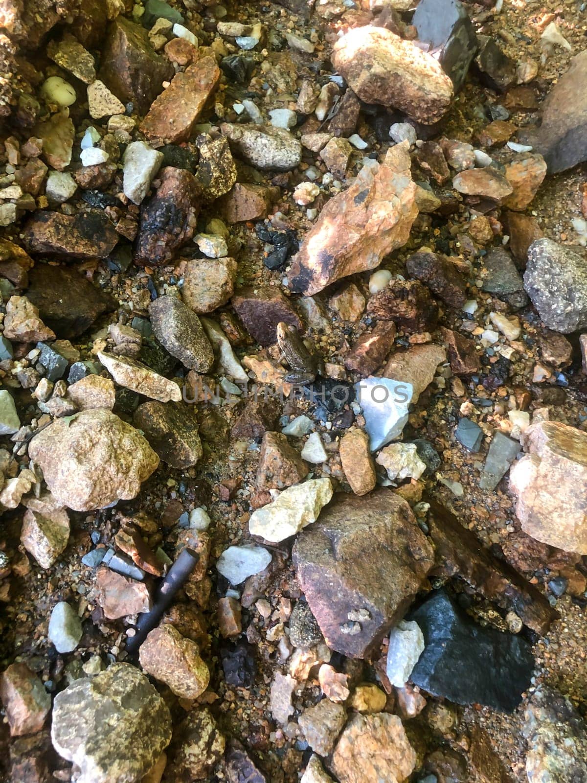Toad sits in the center, camouflaged by surrounding stones along a forest stream.. Natural light image with copy space.