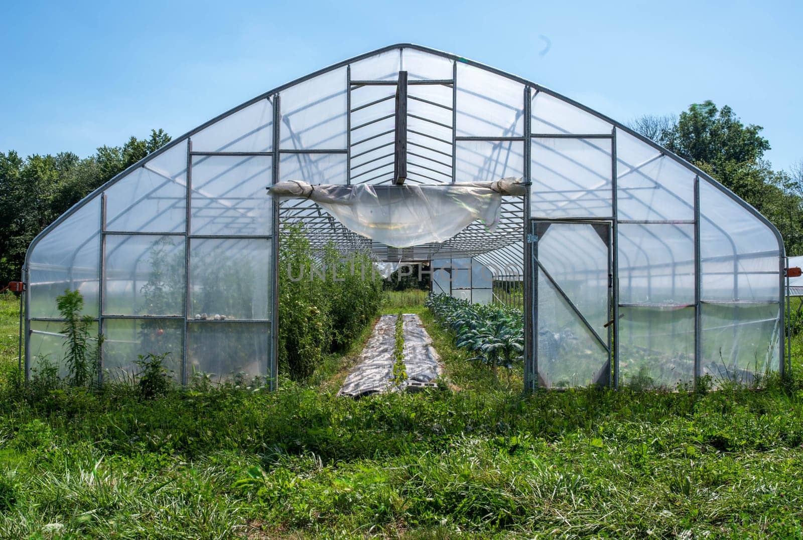 Greenhouse sits in a green field with rows of organic vegetables visible in the interior. Full frame in natural light with copy space.