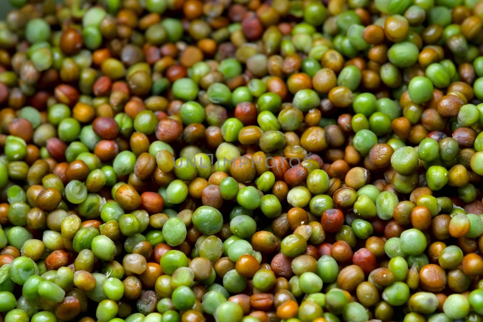 Lower angle selective focus view of Komatsuna japanese green seeds drying for storage. Vibrant and colorful background with plenty of copy space