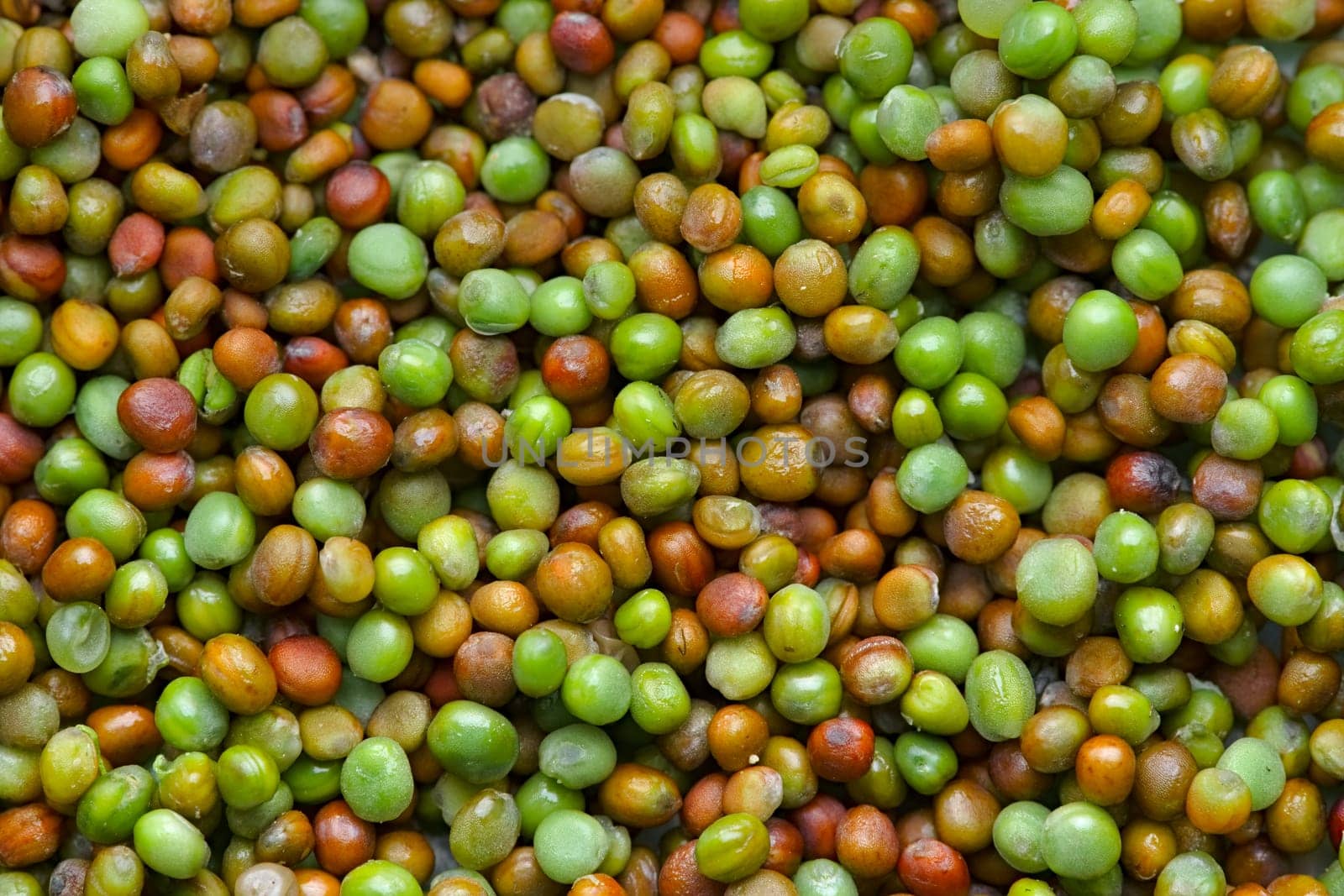 Top down macro view of Komatsuna japanese green seeds drying for storage. A variety of vibrant natural colors suitable for background use.