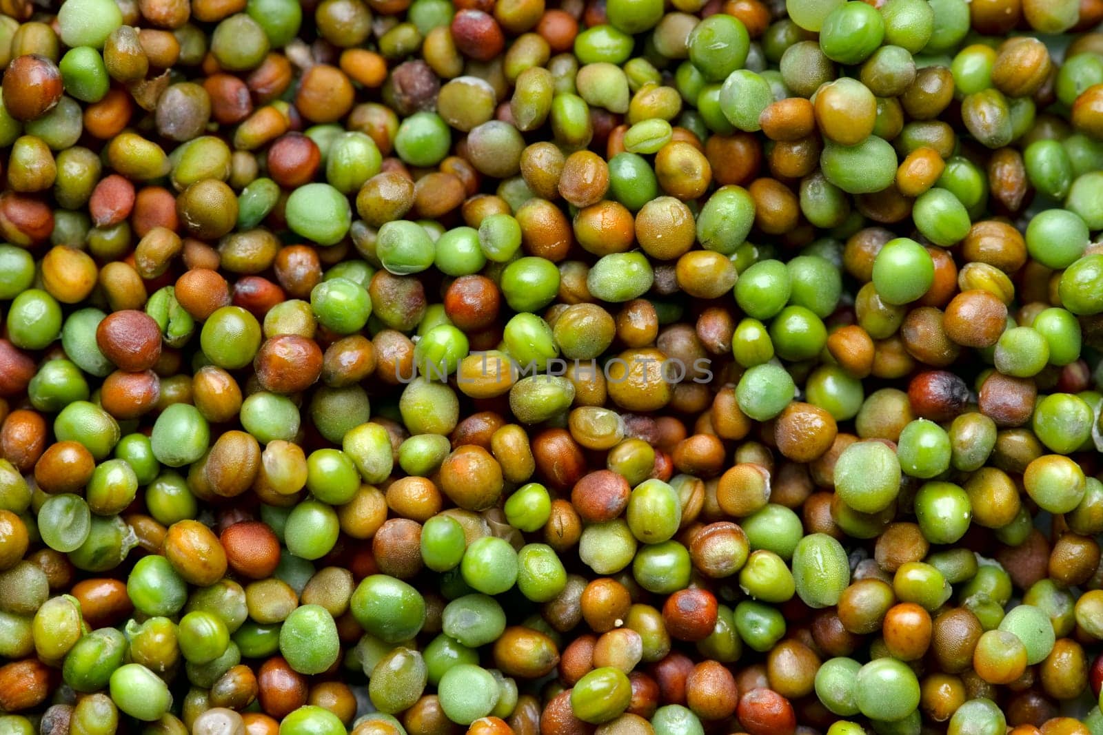 Komatsuna japanese green seeds contrast light shadow and vibrant colors to make a background texture. Plenty of copy space. Drying seeds for storage.